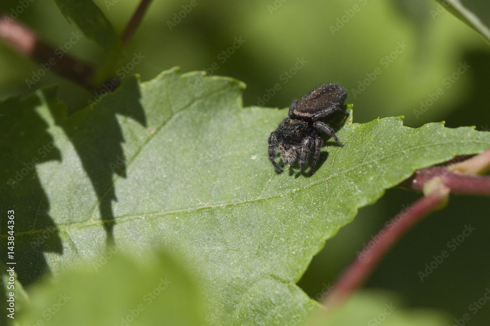 Black spider waiting to ambush another insect on a leaf Black spider waiting to ambush another insect on a leaf