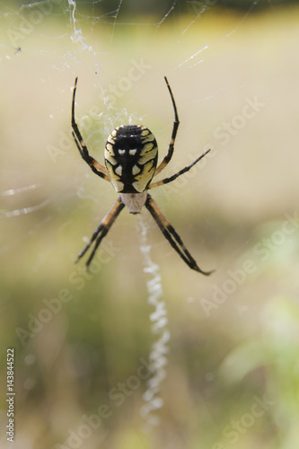 Big fat yellow and black spider waiting to ambush an insect in its web