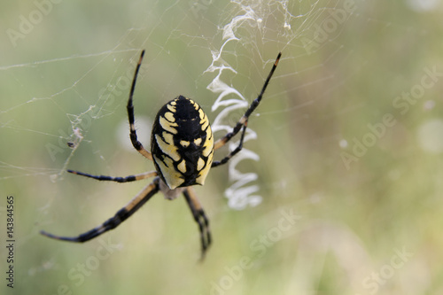 Big fat yellow and black spider waiting to ambush an insect in its web