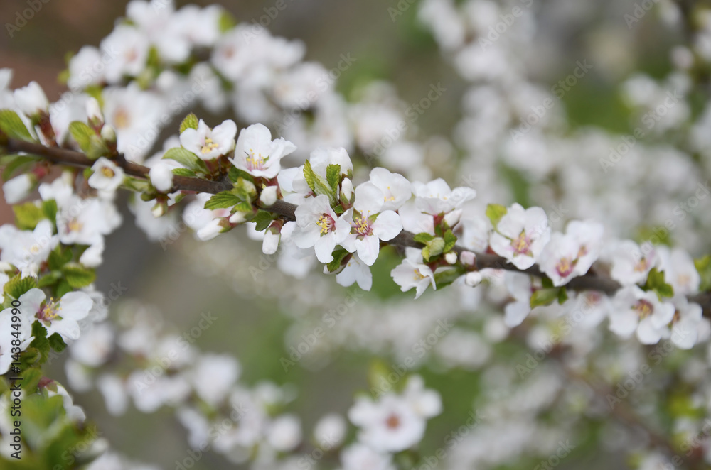 Flowering branch of fruit bush