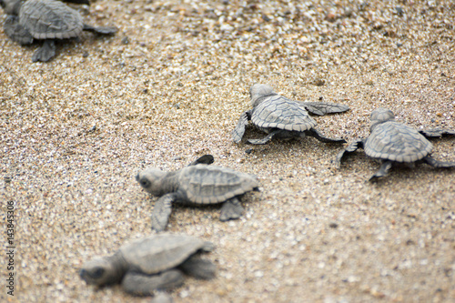 Hatching baby Turtles liberating into sea