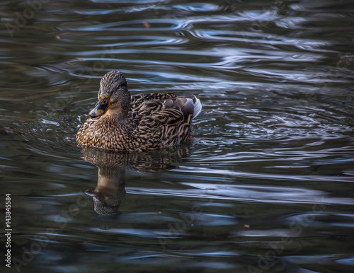 Mallard duck floating in the river