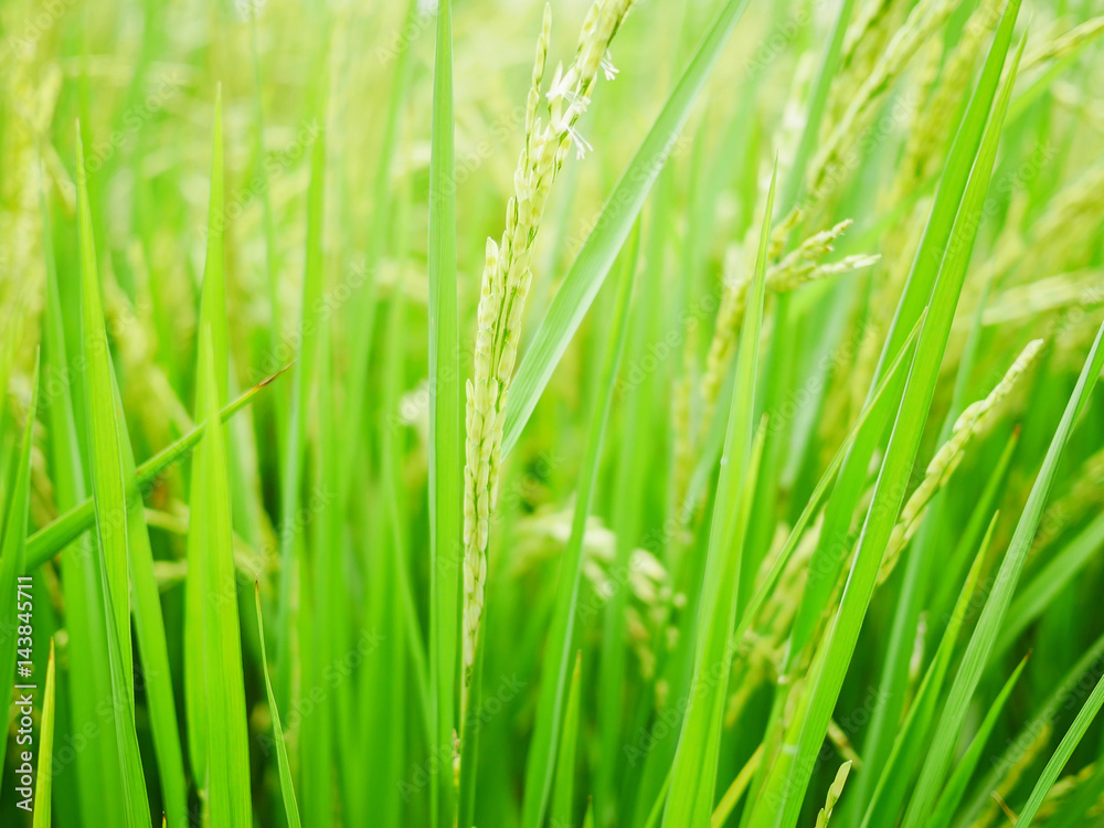 Naklejka premium Green rice field background.