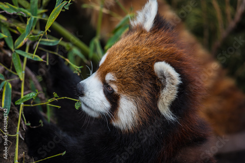 Red panda close up