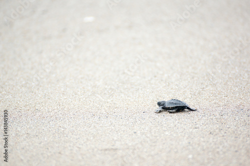 Hatching baby Turtles liberating into sea © Omaly Darcia