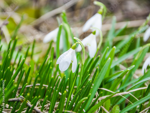 Galanthus, or snowdrop early spring in the woods © aleoks