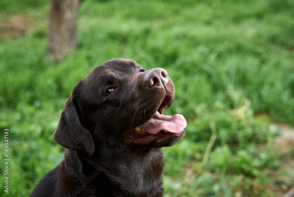 dog with dark hair, green grass, pet