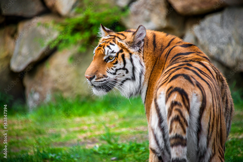 Bengal Tiger