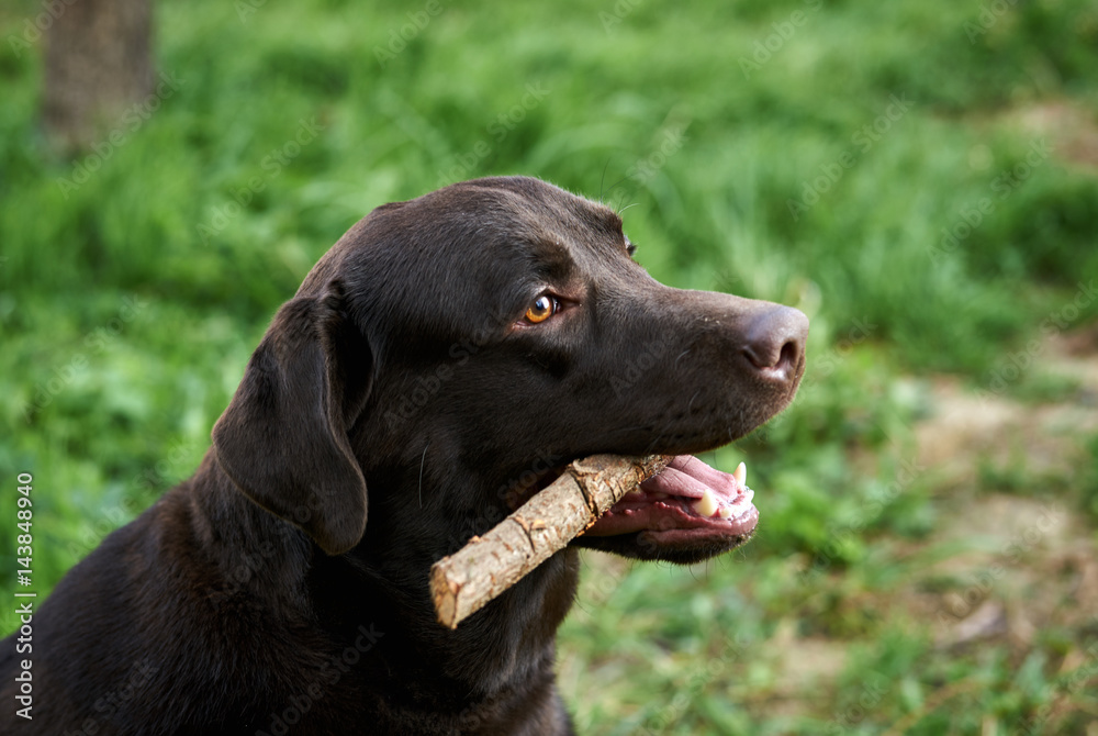 dog with a cane in his teeth outdoors