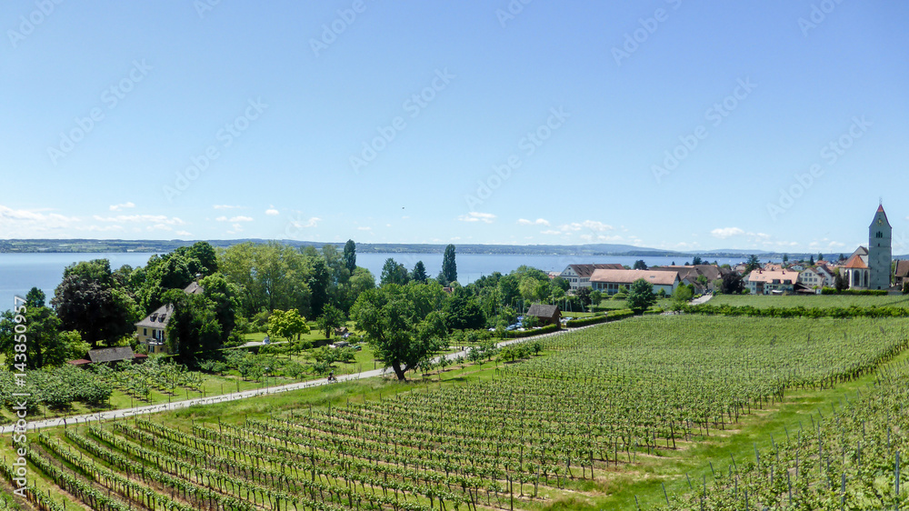 Weinanbau am Bodensee