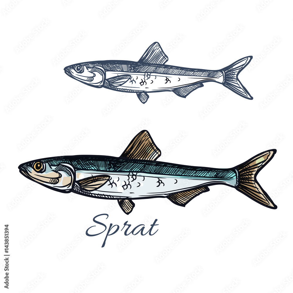 Fototapeta premium Sprat fish vector isolated sketch icon