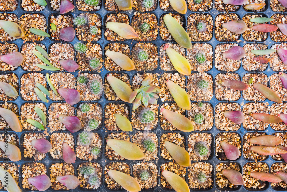Fototapeta premium Cactus multiplation pots panel closeup