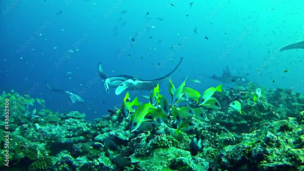 Underwater scene Diving in Maldives Sea Ray Underwater scene Diving in Maldives Sea Ray