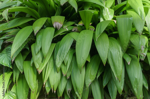 natural green leaves background