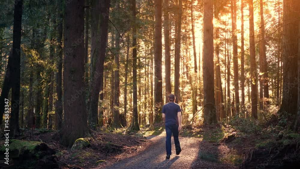 Man Walks Through Peaceful Forest At Sunset Man Walks Through Peaceful Forest At Sunset