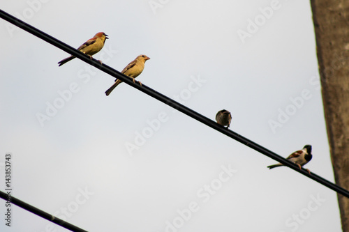 Bird sparrow on wire