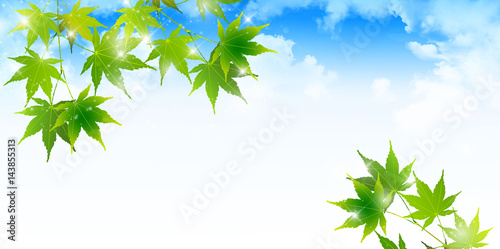 もみじ　葉　夏　背景