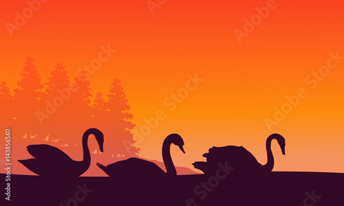 Silhouette of swan at sunset scenery photo