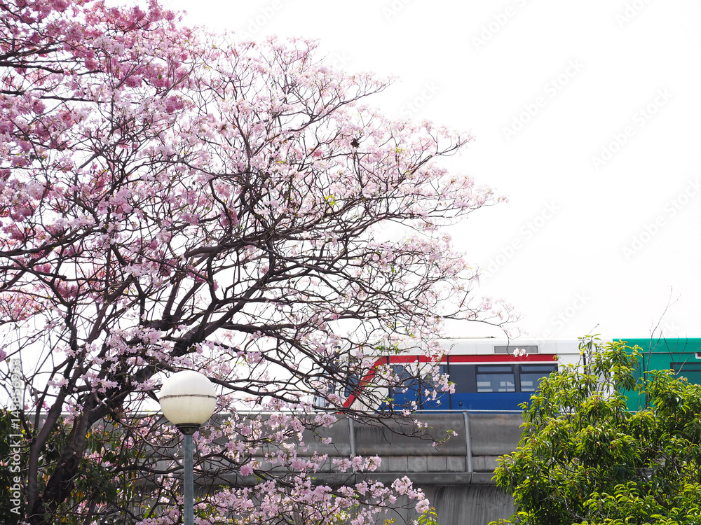 Fototapeta premium Tabebuia rosea, pink trumpet tree and BTS sky train