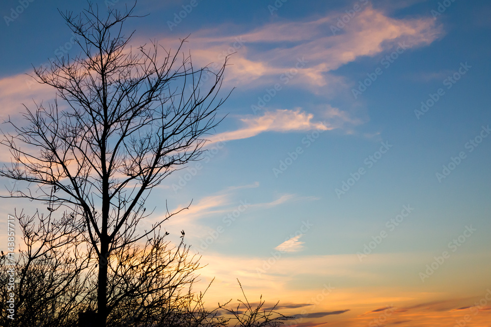 Obraz premium Single black tree on colorful sunset sky background New York City