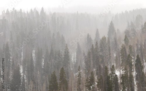Colorado Winter Forest Landscape in Colorado Mountains © deberarr