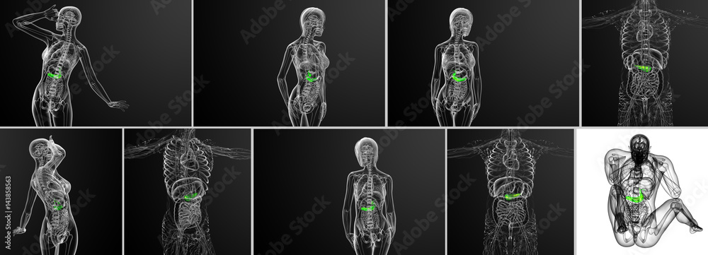 3d rendering medical illustration of the gallblader and pancrease 3d rendering medical illustration of the gallblader and pancrease