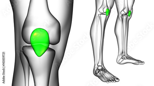 3d rendering medical illustration of the patella bone photo