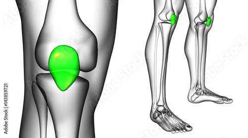 3d rendering medical illustration of the patella bone