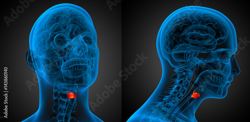 3d rendering medical illustration of the  larynx photo