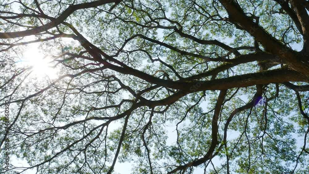 Big Mimosa tree with sunlight slider scene 