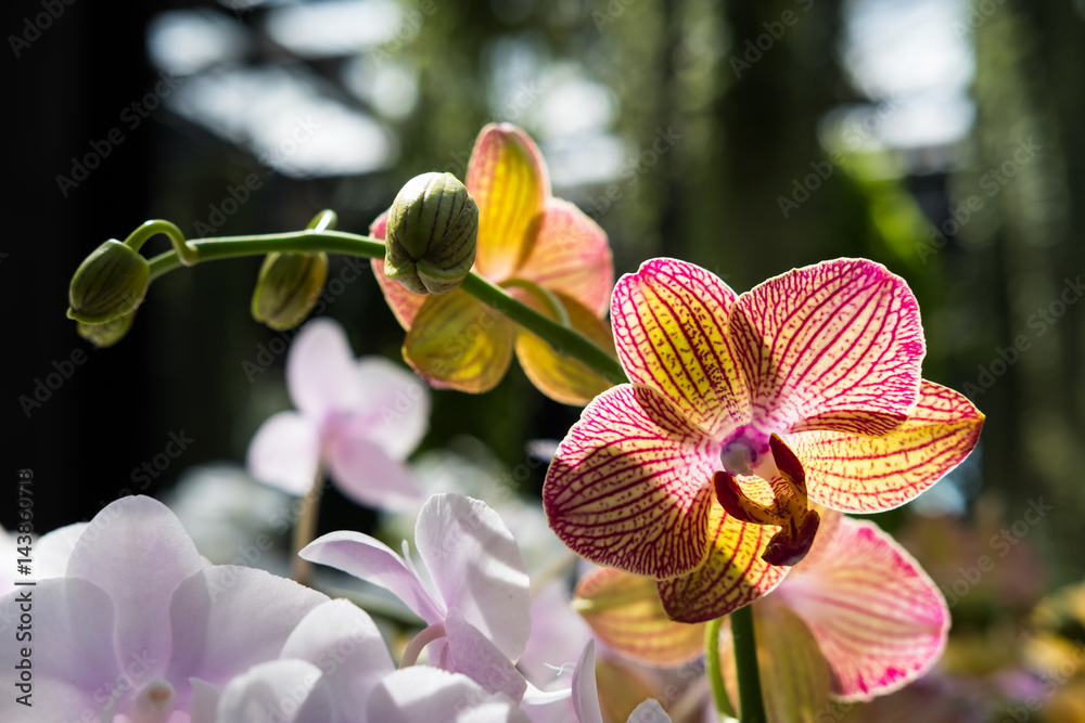 Obraz premium Farland orchid