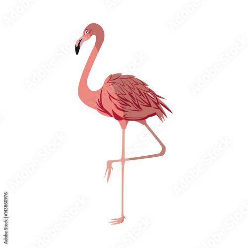 pink flamingo bird icon over white background. colorful design. vector illustraiton