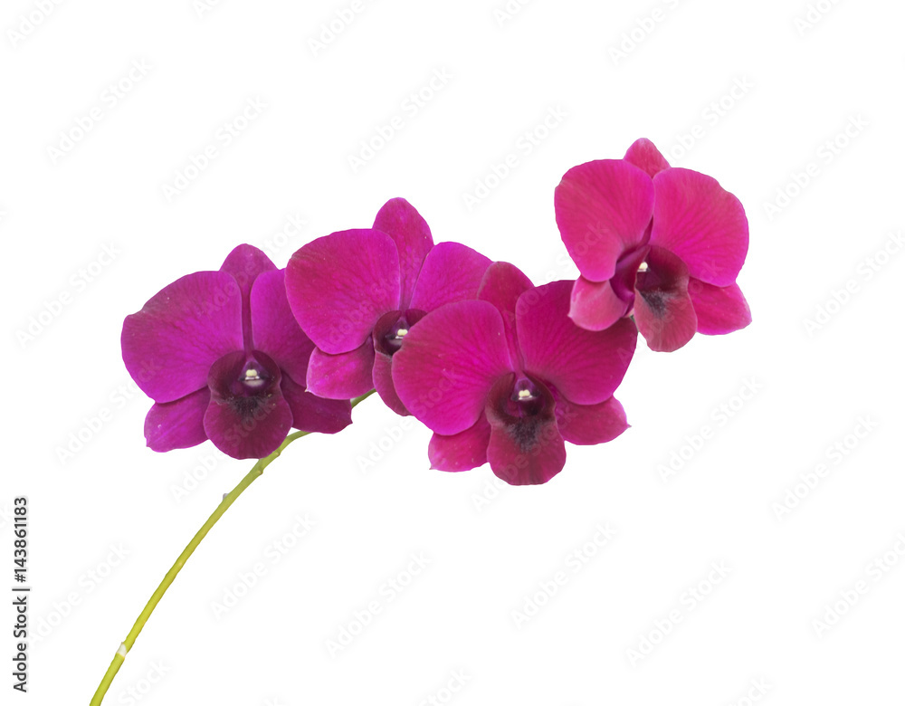 Naklejka premium Orchid flowers,Pink orchid isolated on white background