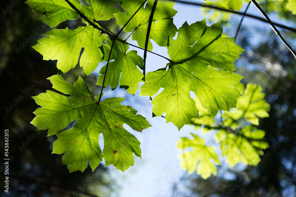 Maple leaves Maple leaves