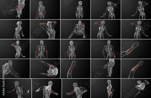 3d rendering medical illustration of the ulna bone photo