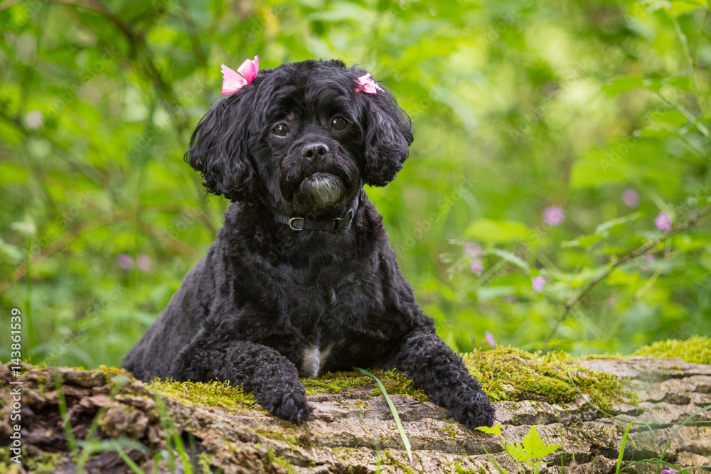 Poodle Poodle