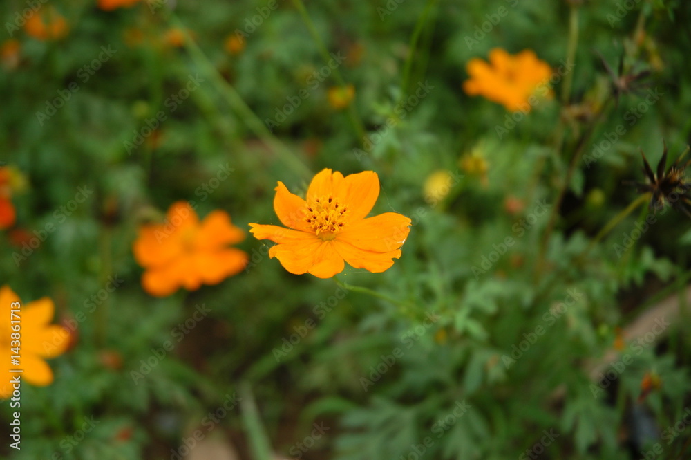 Blooming sunny yellow daisy flowers Blooming sunny yellow daisy flowers