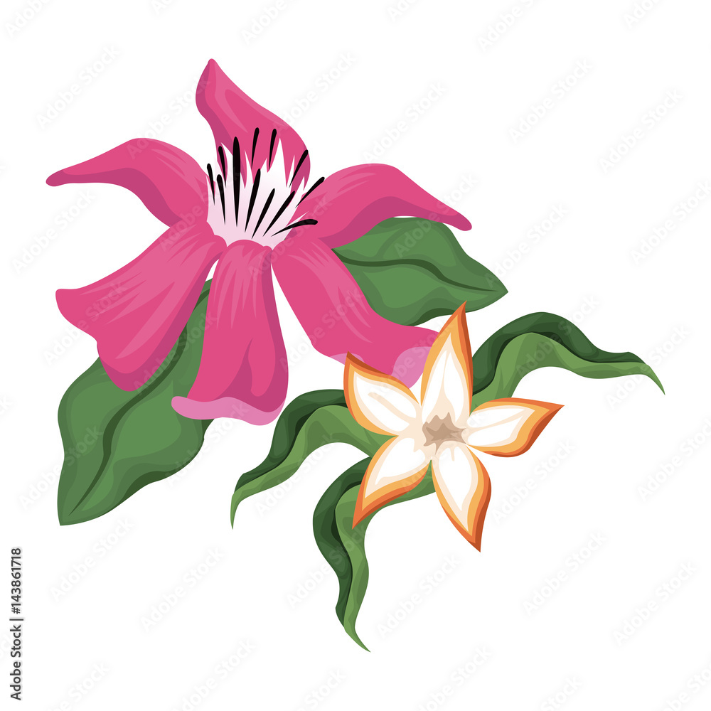 tropical flowers icon over white background. colorful deign. vector illustration
