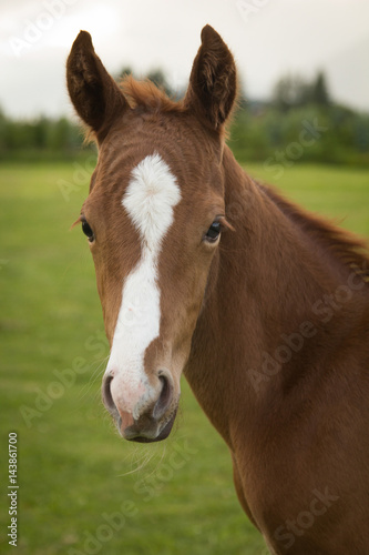 Brown Foal © Sharon