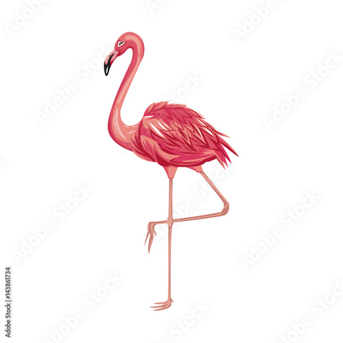 pink flamingo bird icon over white background. colorful design. vector illustraiton