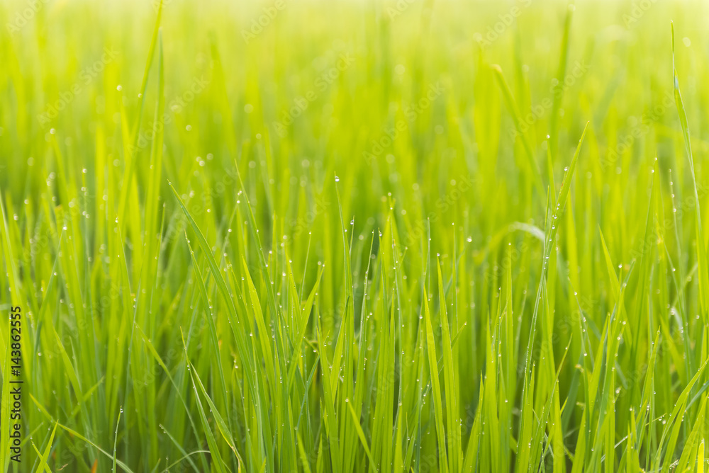 Obraz premium Rice leaves with water drop dew in the morning