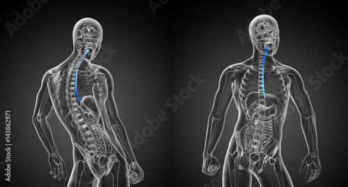 Tableau sur toile 3d rendering illustration of the esophagus