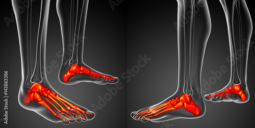 3d rendering illustration of the foot bone anatomy photo