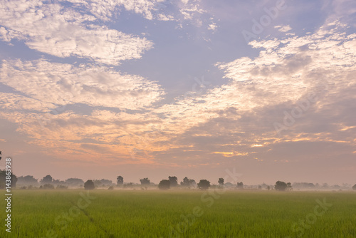 Morning light in the rice field © mr_gateway