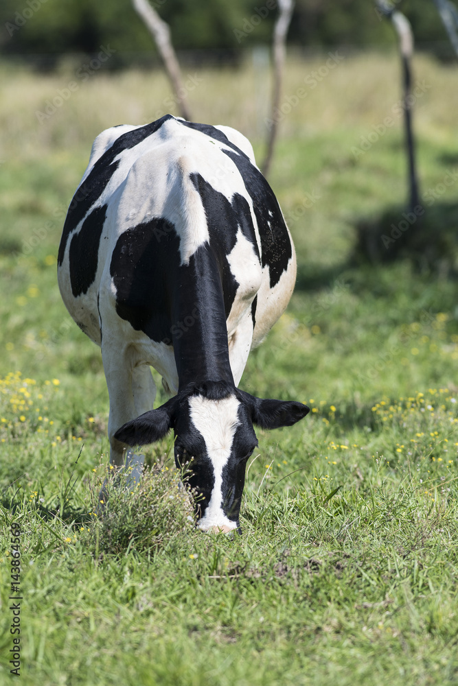A grazing Holstein Dairy cow in a pasture A grazing Holstein Dairy cow in a pasture