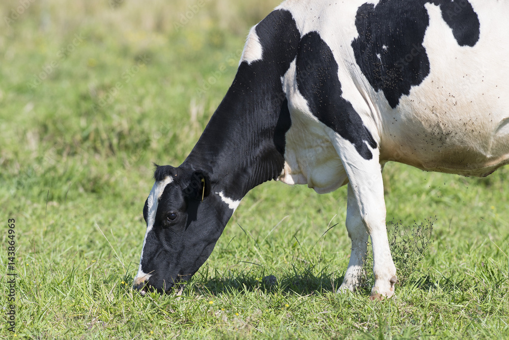 A grazing Holstein Dairy cow in a pasture A grazing Holstein Dairy cow in a pasture