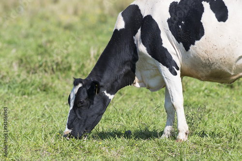 A grazing Holstein Dairy cow in a pasture