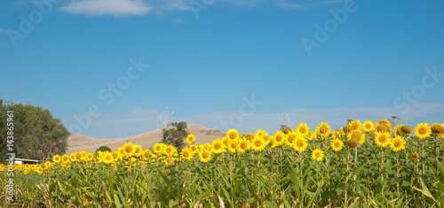 Sunflower crop in full bloom under clear blue sky