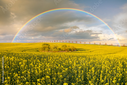 Rainbow over blooming rapeseed in the field