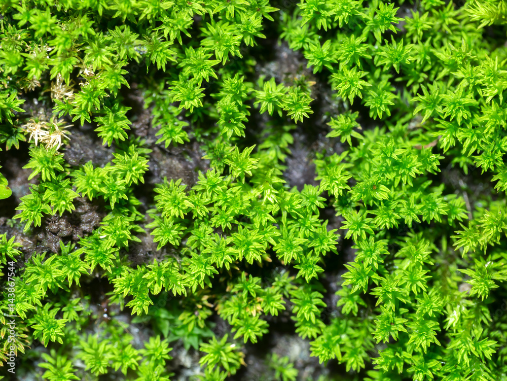 Macro of green moss. Macro of green moss.